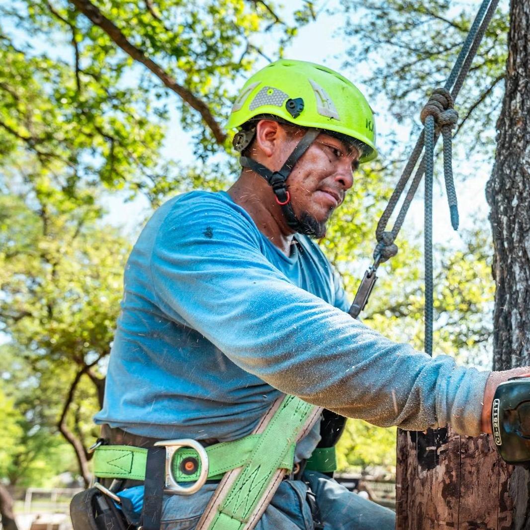 Tree Removal